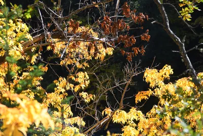 DSC_6462 (Large).JPG